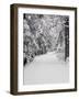 Path Through a Forest in Winter-Marcus Lange-Framed Photographic Print