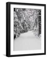 Path Through a Forest in Winter-Marcus Lange-Framed Photographic Print