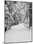 Path Through a Forest in Winter-Marcus Lange-Mounted Photographic Print