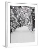 Path Through a Forest in Winter-Marcus Lange-Framed Photographic Print