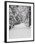 Path Through a Forest in Winter-Marcus Lange-Framed Photographic Print