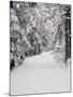 Path Through a Forest in Winter-Marcus Lange-Mounted Photographic Print