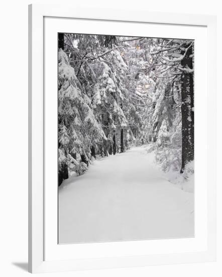 Path Through a Forest in Winter-Marcus Lange-Framed Photographic Print