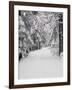 Path Through a Forest in Winter-Marcus Lange-Framed Photographic Print