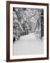 Path Through a Forest in Winter-Marcus Lange-Framed Photographic Print