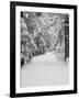 Path Through a Forest in Winter-Marcus Lange-Framed Photographic Print