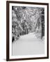 Path Through a Forest in Winter-Marcus Lange-Framed Photographic Print