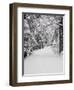 Path Through a Forest in Winter-Marcus Lange-Framed Premium Photographic Print