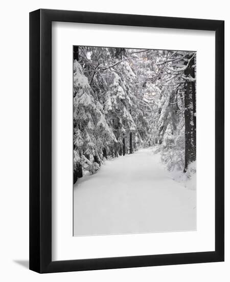 Path Through a Forest in Winter-Marcus Lange-Framed Premium Photographic Print