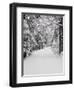 Path Through a Forest in Winter-Marcus Lange-Framed Premium Photographic Print