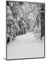 Path Through a Forest in Winter-Marcus Lange-Mounted Premium Photographic Print
