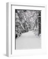 Path Through a Forest in Winter-Marcus Lange-Framed Photographic Print