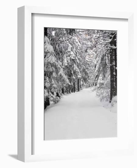 Path Through a Forest in Winter-Marcus Lange-Framed Photographic Print