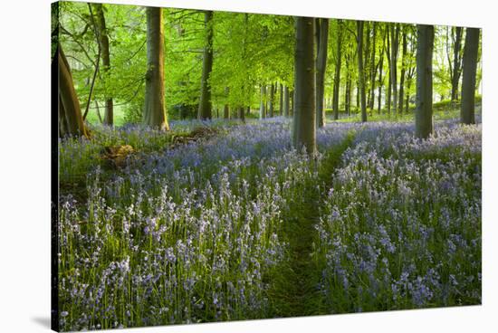 Path Through Bluebell Wood, Chipping Campden, Cotswolds, Gloucestershire, England-Stuart Black-Stretched Canvas