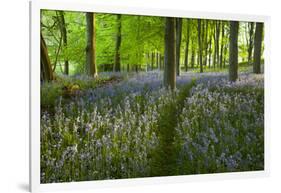 Path Through Bluebell Wood, Chipping Campden, Cotswolds, Gloucestershire, England-Stuart Black-Framed Photographic Print