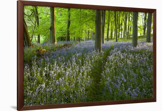 Path Through Bluebell Wood, Chipping Campden, Cotswolds, Gloucestershire, England-Stuart Black-Framed Photographic Print