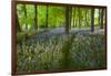 Path Through Bluebell Wood, Chipping Campden, Cotswolds, Gloucestershire, England-Stuart Black-Framed Photographic Print