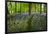 Path Through Bluebell Wood, Chipping Campden, Cotswolds, Gloucestershire, England-Stuart Black-Framed Photographic Print