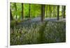 Path Through Bluebell Wood, Chipping Campden, Cotswolds, Gloucestershire, England-Stuart Black-Framed Premium Photographic Print