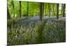 Path Through Bluebell Wood, Chipping Campden, Cotswolds, Gloucestershire, England-Stuart Black-Mounted Premium Photographic Print