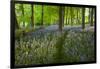 Path Through Bluebell Wood, Chipping Campden, Cotswolds, Gloucestershire, England-Stuart Black-Framed Premium Photographic Print