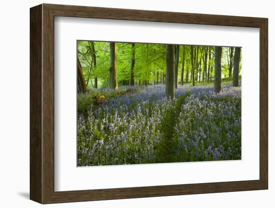 Path Through Bluebell Wood, Chipping Campden, Cotswolds, Gloucestershire, England-Stuart Black-Framed Photographic Print