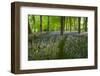 Path Through Bluebell Wood, Chipping Campden, Cotswolds, Gloucestershire, England-Stuart Black-Framed Photographic Print