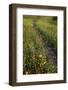 Path through Coreopsis and Fire Wheel wildflowers, Uvalde, Texas.-Larry Ditto-Framed Photographic Print