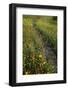 Path through Coreopsis and Fire Wheel wildflowers, Uvalde, Texas.-Larry Ditto-Framed Photographic Print