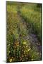 Path through Coreopsis and Fire Wheel wildflowers, Uvalde, Texas.-Larry Ditto-Mounted Photographic Print