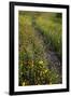 Path through Coreopsis and Fire Wheel wildflowers, Uvalde, Texas.-Larry Ditto-Framed Premium Photographic Print