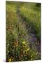 Path through Coreopsis and Fire Wheel wildflowers, Uvalde, Texas.-Larry Ditto-Mounted Premium Photographic Print