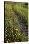 Path through Coreopsis and Fire Wheel wildflowers, Uvalde, Texas.-Larry Ditto-Stretched Canvas