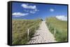 Path Through Dunes, Sylt Islands, North Frisian Islands, Schleswig Holstein, Germany, Europe-Markus Lange-Framed Stretched Canvas