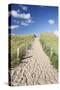 Path Through Dunes, Sylt, North Frisian Islands, Nordfriesland, Schleswig Holstein, Germany, Europe-Markus Lange-Stretched Canvas