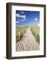 Path Through Dunes, Sylt, North Frisian Islands, Nordfriesland, Schleswig Holstein, Germany, Europe-Markus Lange-Framed Photographic Print