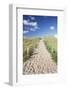 Path Through Dunes, Sylt, North Frisian Islands, Nordfriesland, Schleswig Holstein, Germany, Europe-Markus Lange-Framed Photographic Print