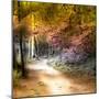 Path Through Forest 1-Janet Slater-Mounted Photographic Print