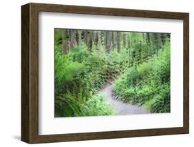 Path Through Forest  3-Janet Slater-Framed Photographic Print