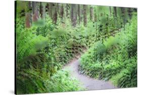 Path Through Forest  3-Janet Slater-Stretched Canvas