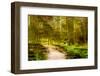 Path Through Forest 5-Janet Slater-Framed Photographic Print