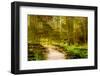 Path Through Forest 5-Janet Slater-Framed Photographic Print