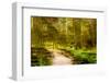 Path Through Forest 5-Janet Slater-Framed Photographic Print
