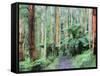 Path Through Forest, Dandenong Ranges, Victoria, Australia, Pacific-Schlenker Jochen-Framed Stretched Canvas