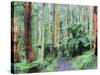 Path Through Forest, Dandenong Ranges, Victoria, Australia, Pacific-Schlenker Jochen-Stretched Canvas