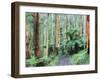 Path Through Forest, Dandenong Ranges, Victoria, Australia, Pacific-Schlenker Jochen-Framed Photographic Print