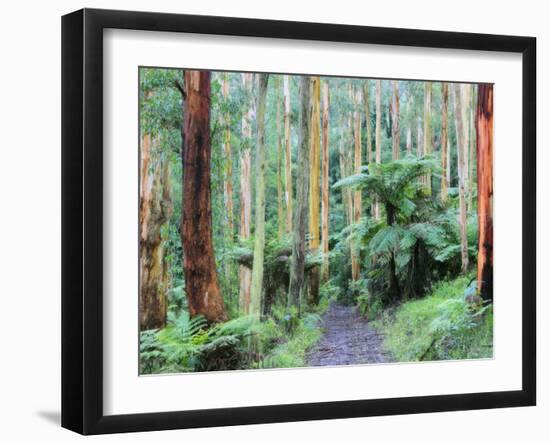 Path Through Forest, Dandenong Ranges, Victoria, Australia, Pacific-Schlenker Jochen-Framed Photographic Print