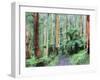 Path Through Forest, Dandenong Ranges, Victoria, Australia, Pacific-Schlenker Jochen-Framed Photographic Print