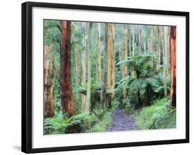 Path Through Forest, Dandenong Ranges, Victoria, Australia, Pacific-Schlenker Jochen-Framed Photographic Print