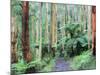 Path Through Forest, Dandenong Ranges, Victoria, Australia, Pacific-Schlenker Jochen-Mounted Photographic Print